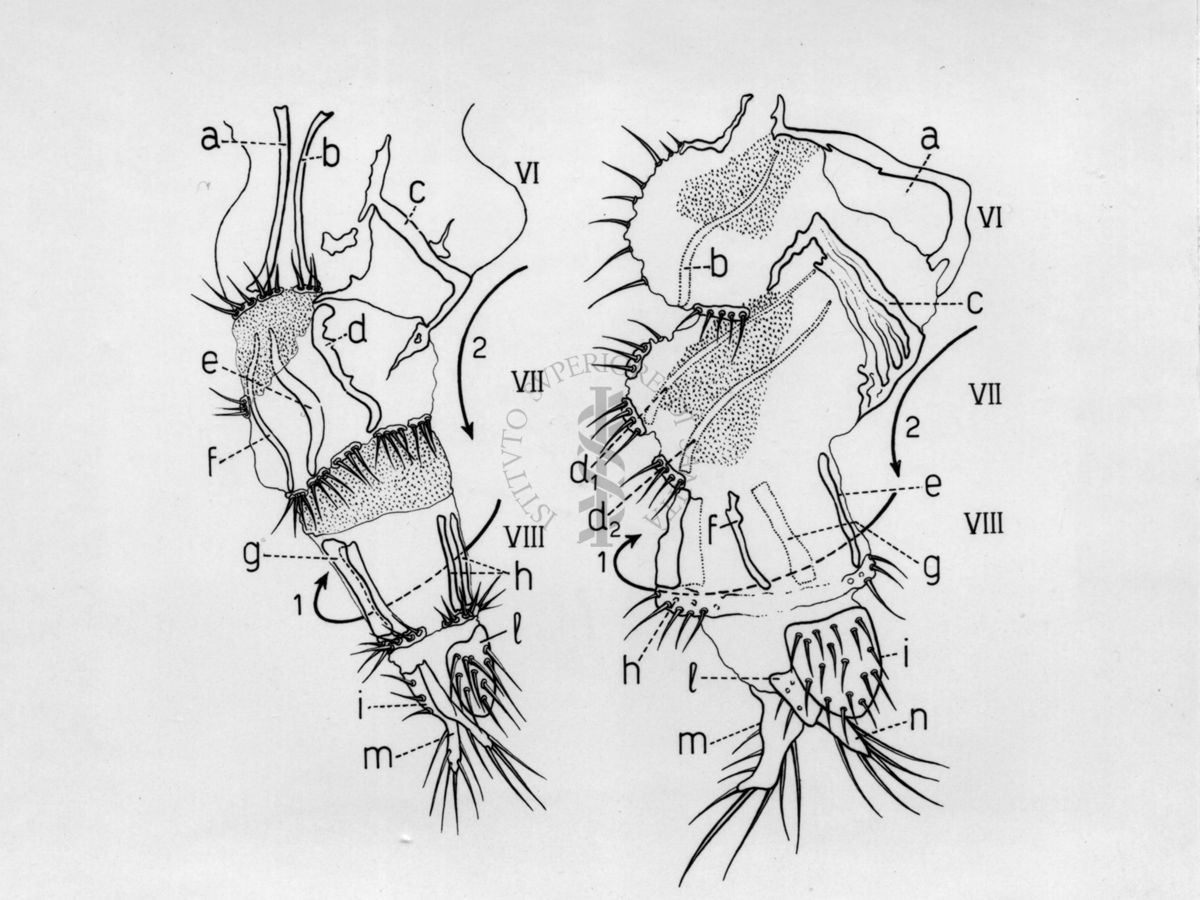 Giandromorfismo e intersessualità in musca domestica