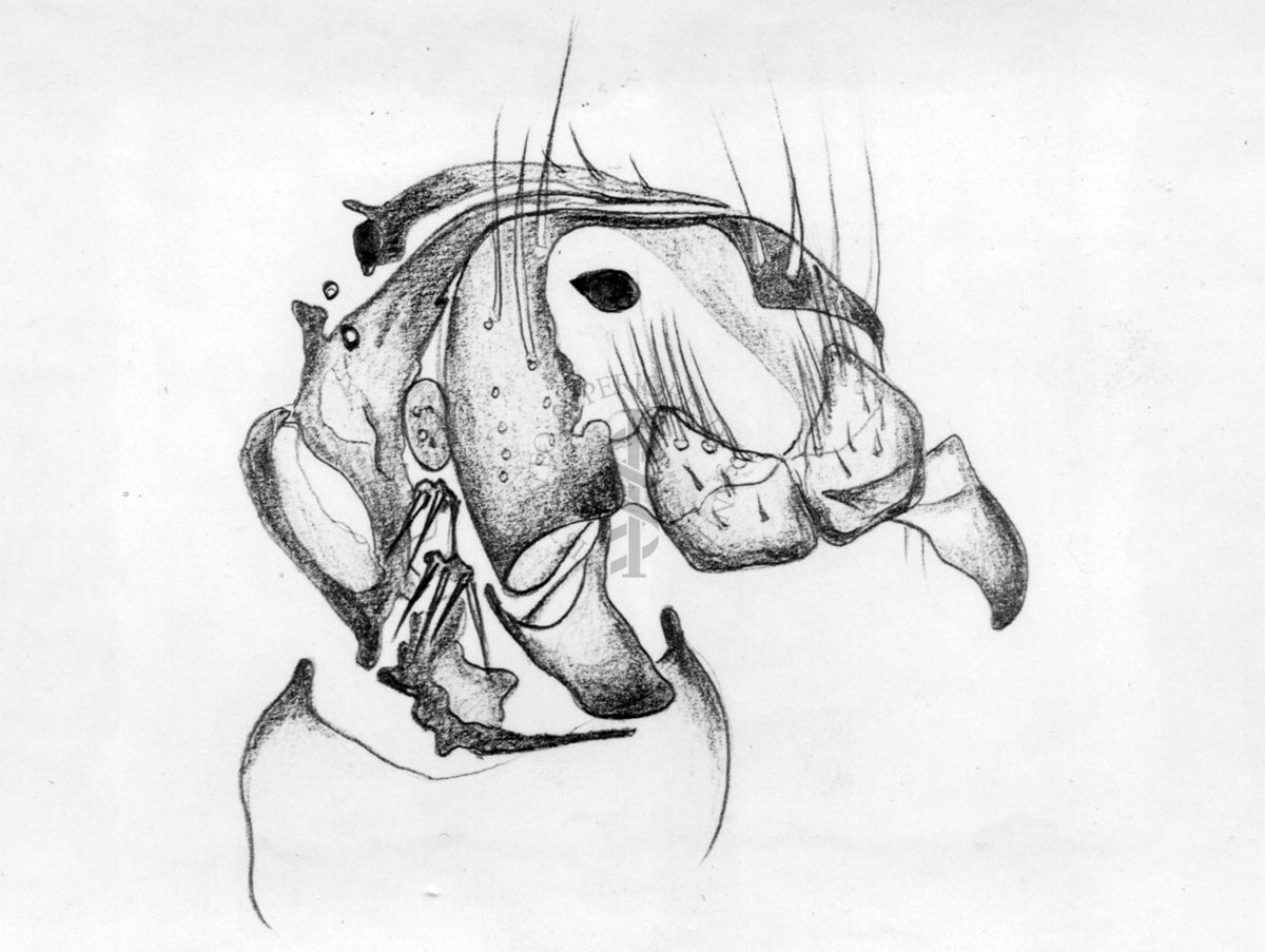 Giandromorfismo e intersessualità in musca domestica