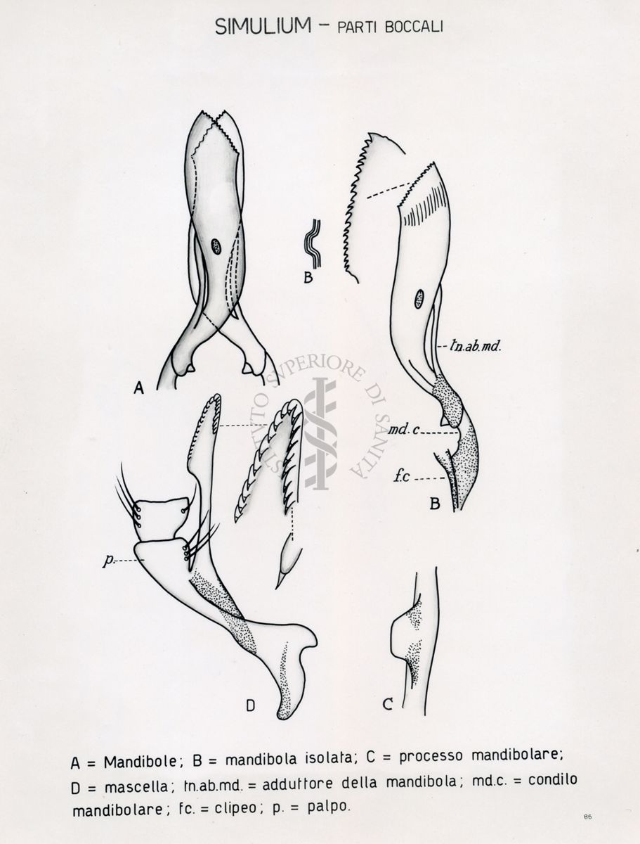 Simulium. Parti boccali