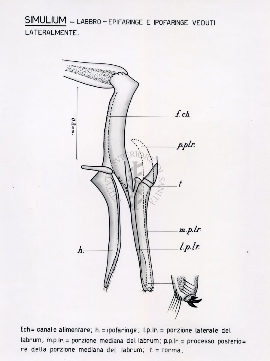 Simulium. Labbro, epifaringe e ipofaringe veduti lateralmente