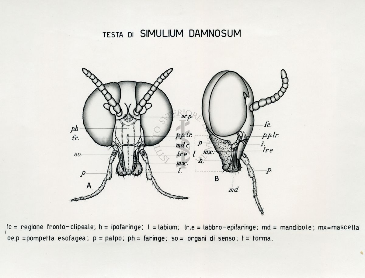 Testa di Simulium Damnosum