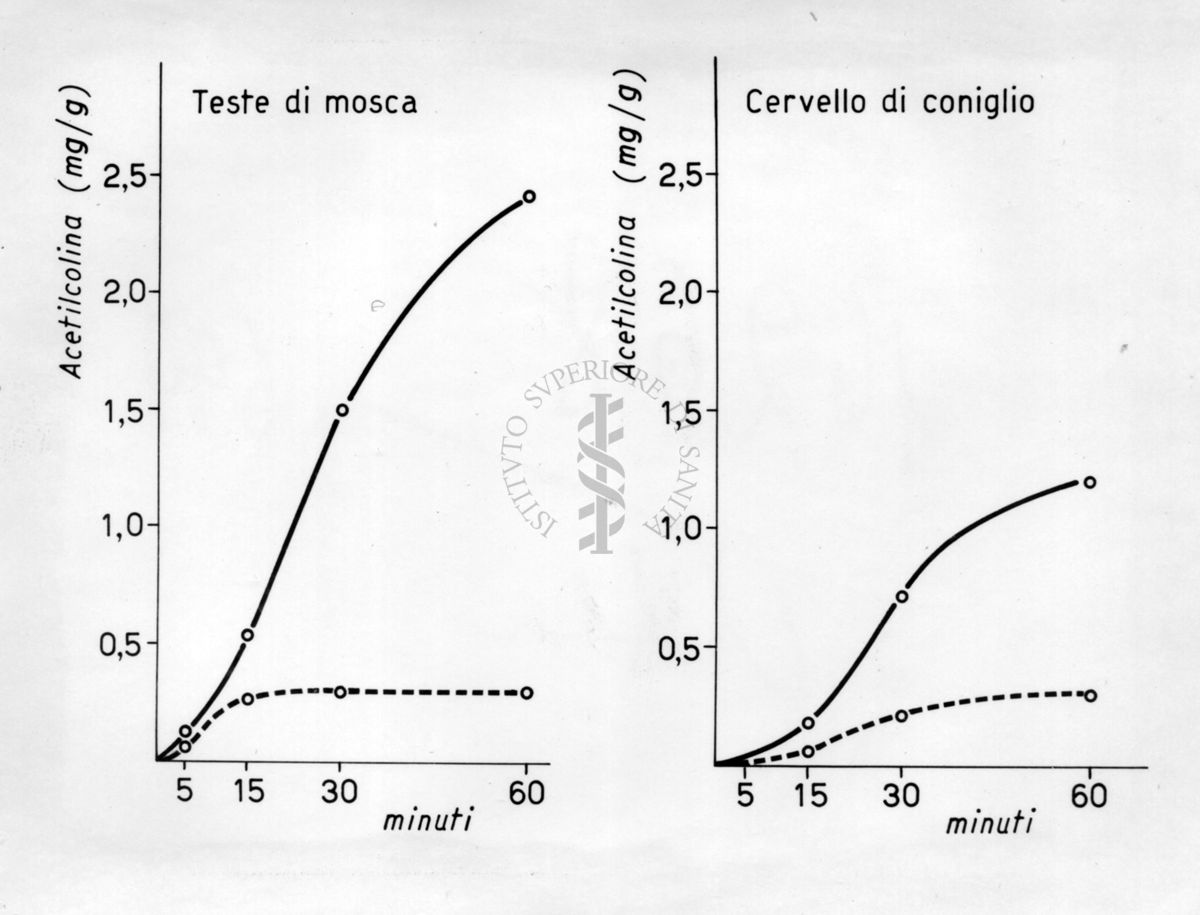 Sintesi di acetilcolina nella testa di musca domestica