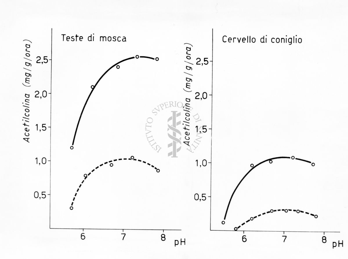 Sintesi di acetilcolina nella testa di musca domestica