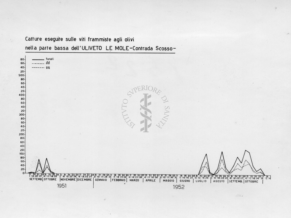 Diagramma relativo le catture eseguite sulle viti frammiste agli olivi nella parte bassa dell' "Uliveto le Mole" Contrada Scosso nel periodo da settembre 1951 a ottobre 1952