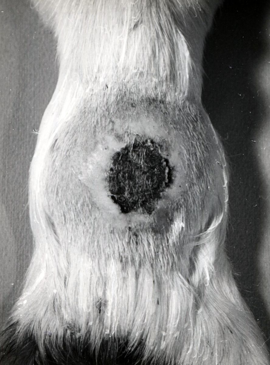 Attività antitossica della clorofilla. Tossina difterica