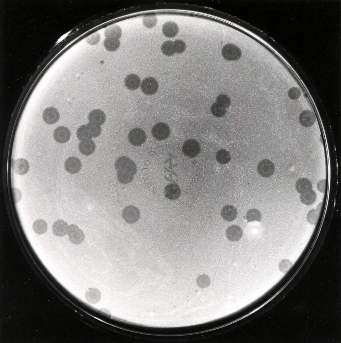 Batteriofago Phlei su Mycobacterium Phlei Crottin fenomeno dell'atollo