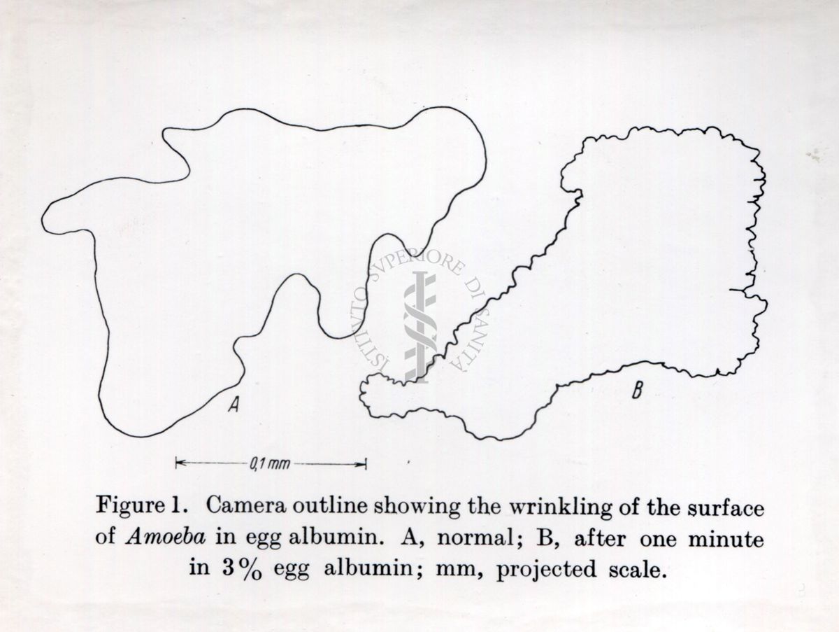 Studi citochimici sulla pinocitosi (assunzione di piccole quantità liquide di matrice extracellulare e delle sostanze disciolte al suo interno, tramite la formazione di vescicole dal diametro di circa 150 nm)