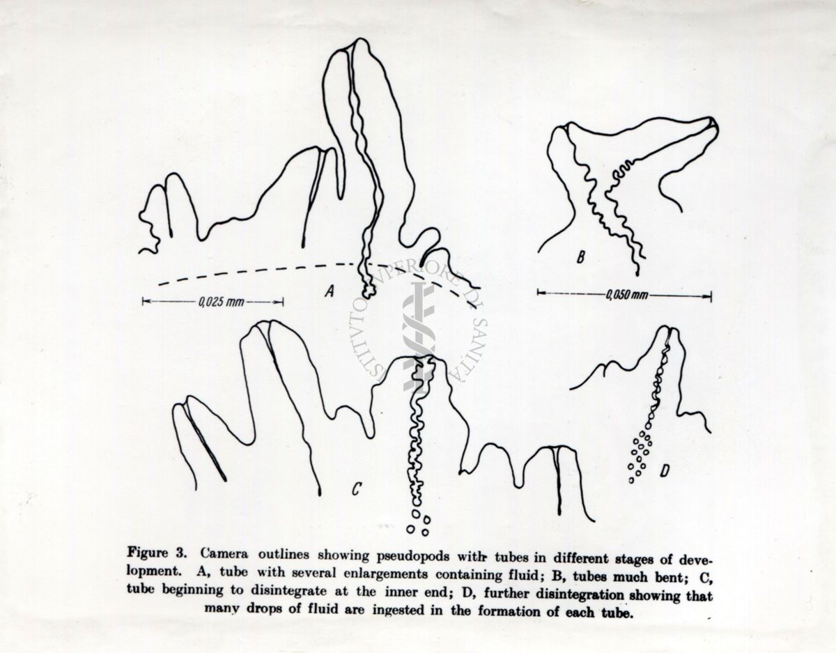 Studi citochimici sulla pinocitosi (assunzione di piccole quantità liquide di matrice extracellulare e delle sostanze disciolte al suo interno, tramite la formazione di vescicole dal diametro di circa 150 nm)