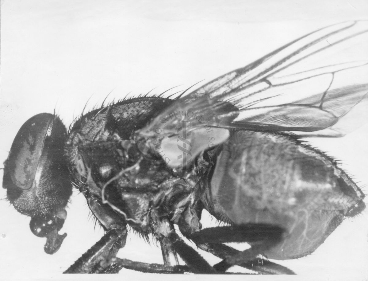 Esemplare di Mosca domestica cuthbertsoni (maschio)