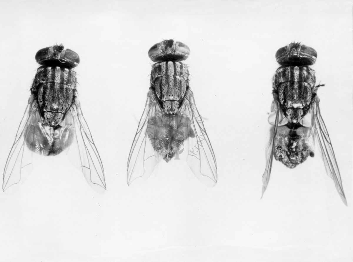 3 diversi esemplari di mosca domestica : 1) mosca domestica cuthbertsoni, 2) mosca domestica vicina 3) mosca domestica femmina