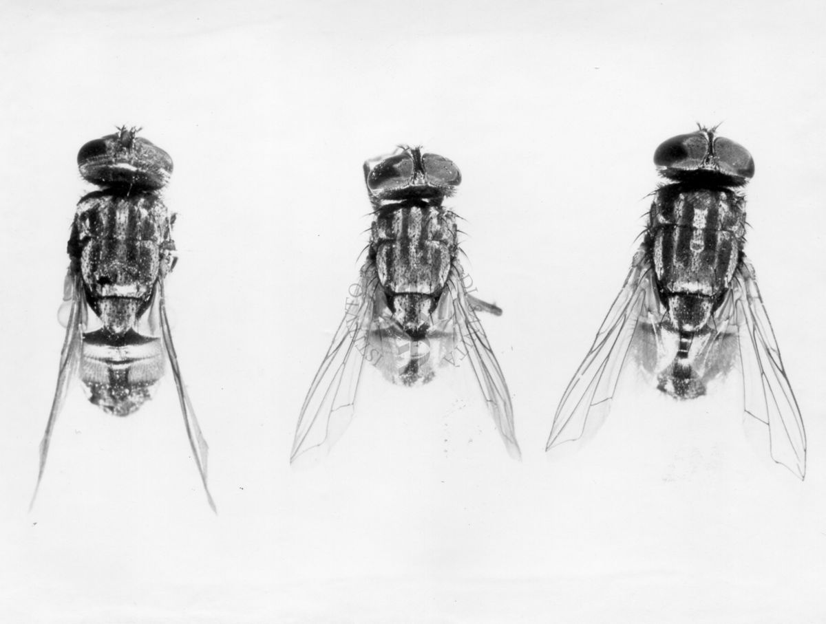 3 diversi esemplari di mosca domestica : 1) mosca domestica 2) mosca domestica vicina 3) mosca domestica cuthbertsoni,  (maschio)