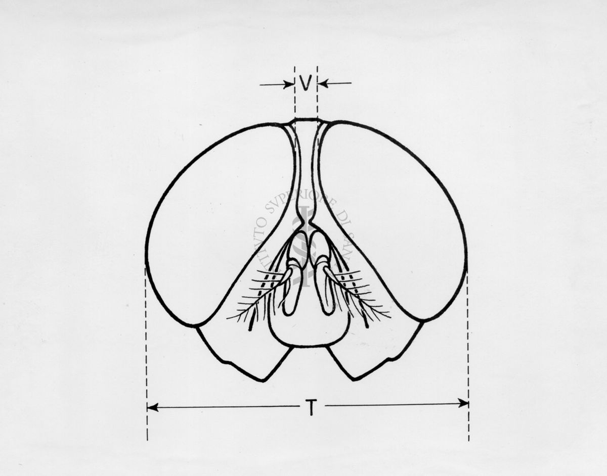 Schema di testa di mosca cuthbertsoni