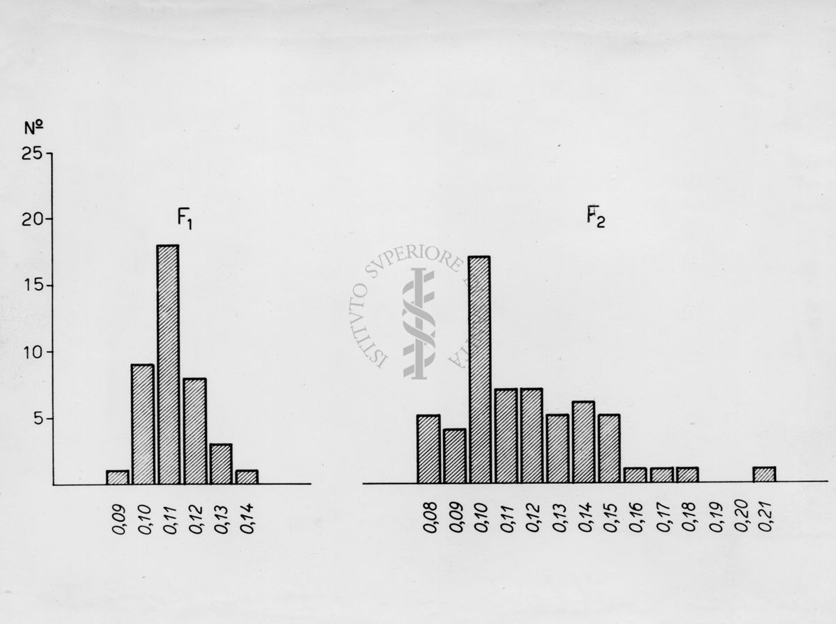 Indice cefalico in ibridi di musca cuthbertsoni e Musca domestica