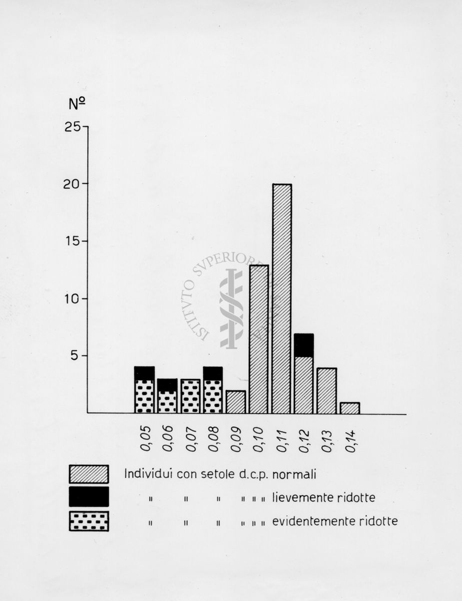 Distribuzione dei valori dell'indice cefalico in musca vicina e musca cuthbertsoni