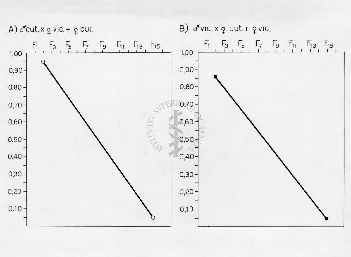 Grafico riguardante l'evoluzione di musca domestca cuthbertsoni in laboratorio