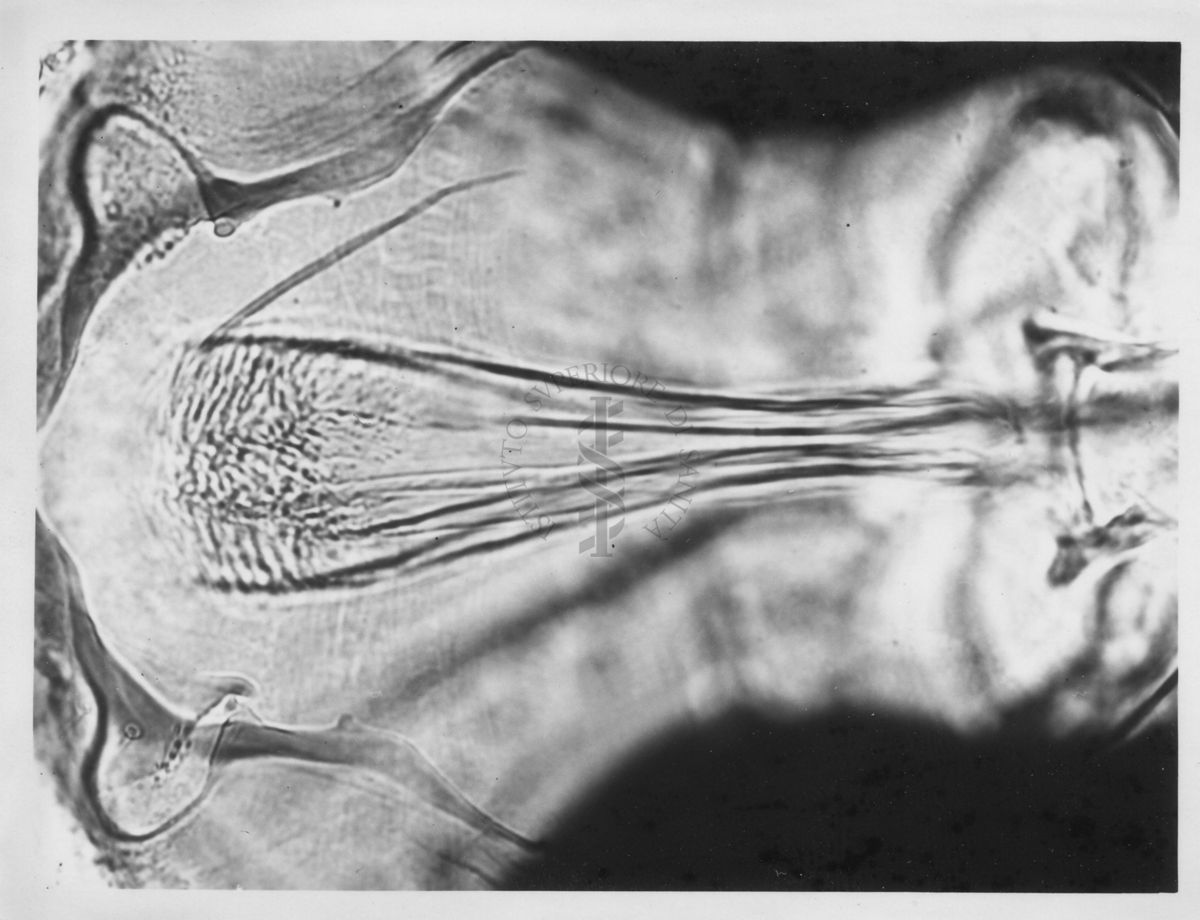 Immagine di differenze morfologiche fra le specie Phlebotomus perniciosus e Phlebotomus perfiliewi. Flebotomi.