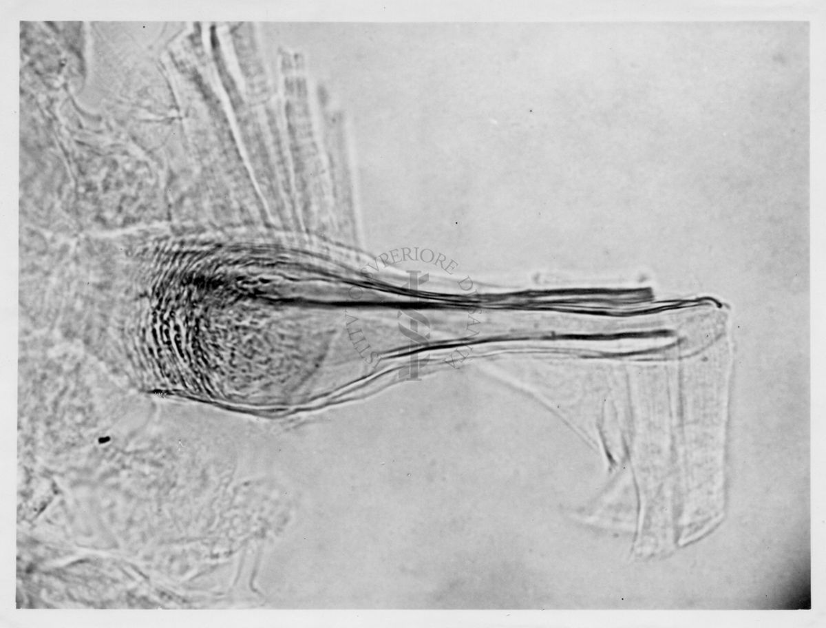 Immagine di differenze morfologiche fra le specie Phlebotomus perniciosus e Phlebotomus perfiliewi. Flebotomi.