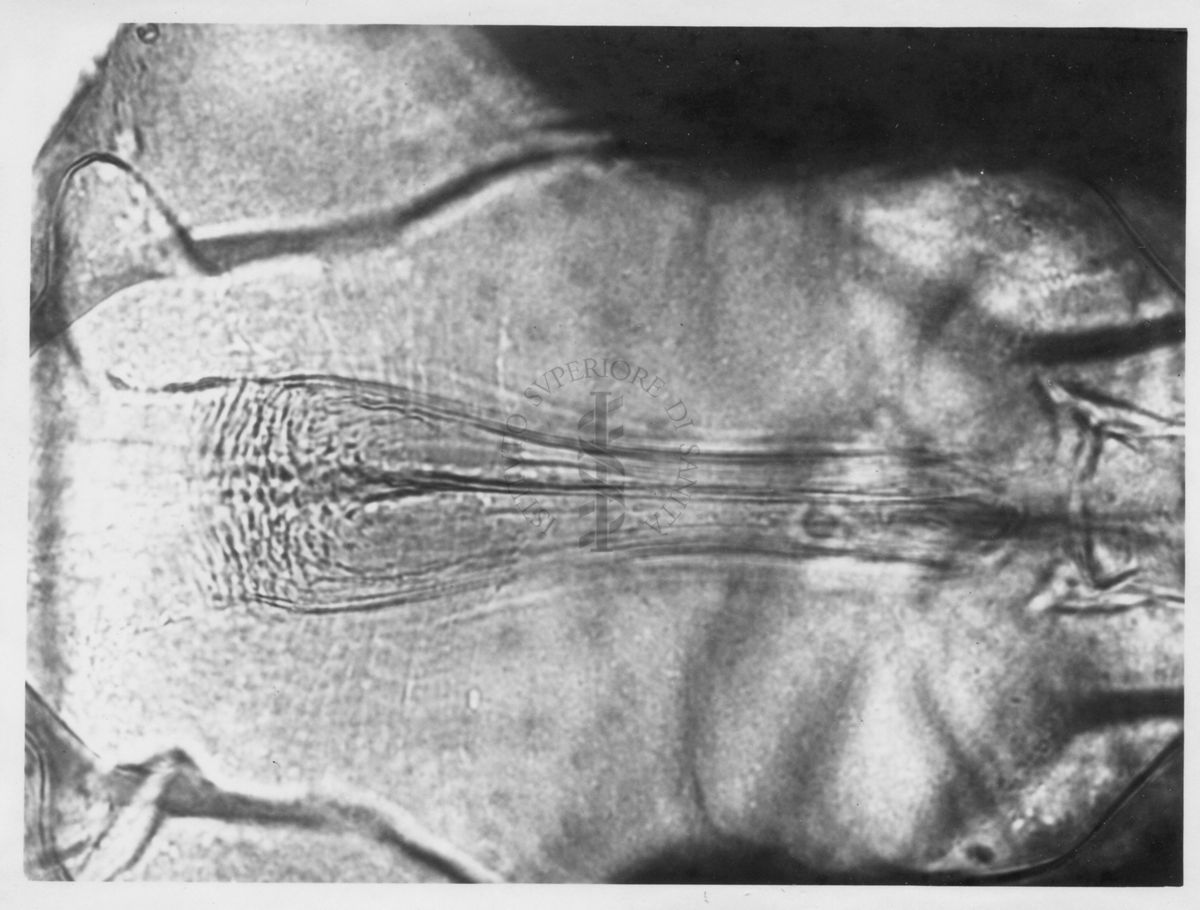 Immagine di differenze morfologiche fra le specie Phlebotomus perniciosus e Phlebotomus perfiliewi. Flebotomi.