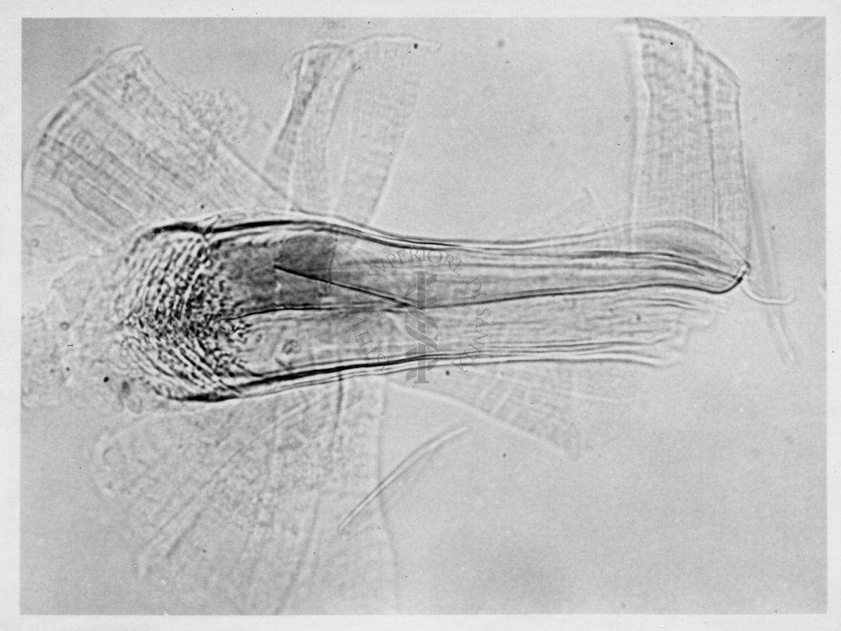 Immagine di differenze morfologiche fra le specie Phlebotomus perniciosus e Phlebotomus perfiliewi. Flebotomi.