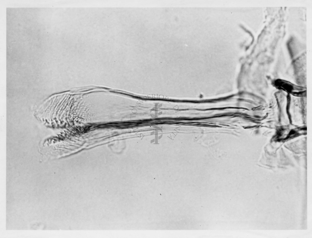 Immagine di differenze morfologiche fra le specie Phlebotomus perniciosus e Phlebotomus perfiliewi. Flebotomi.