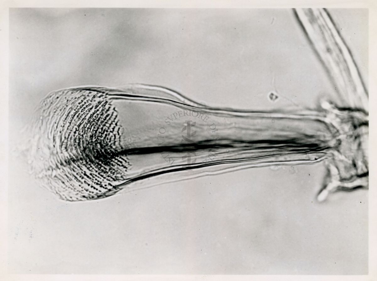 Immagine di differenze morfologiche fra le specie Phlebotomus perniciosus e Phlebotomus perfiliewi. Flebotomi.