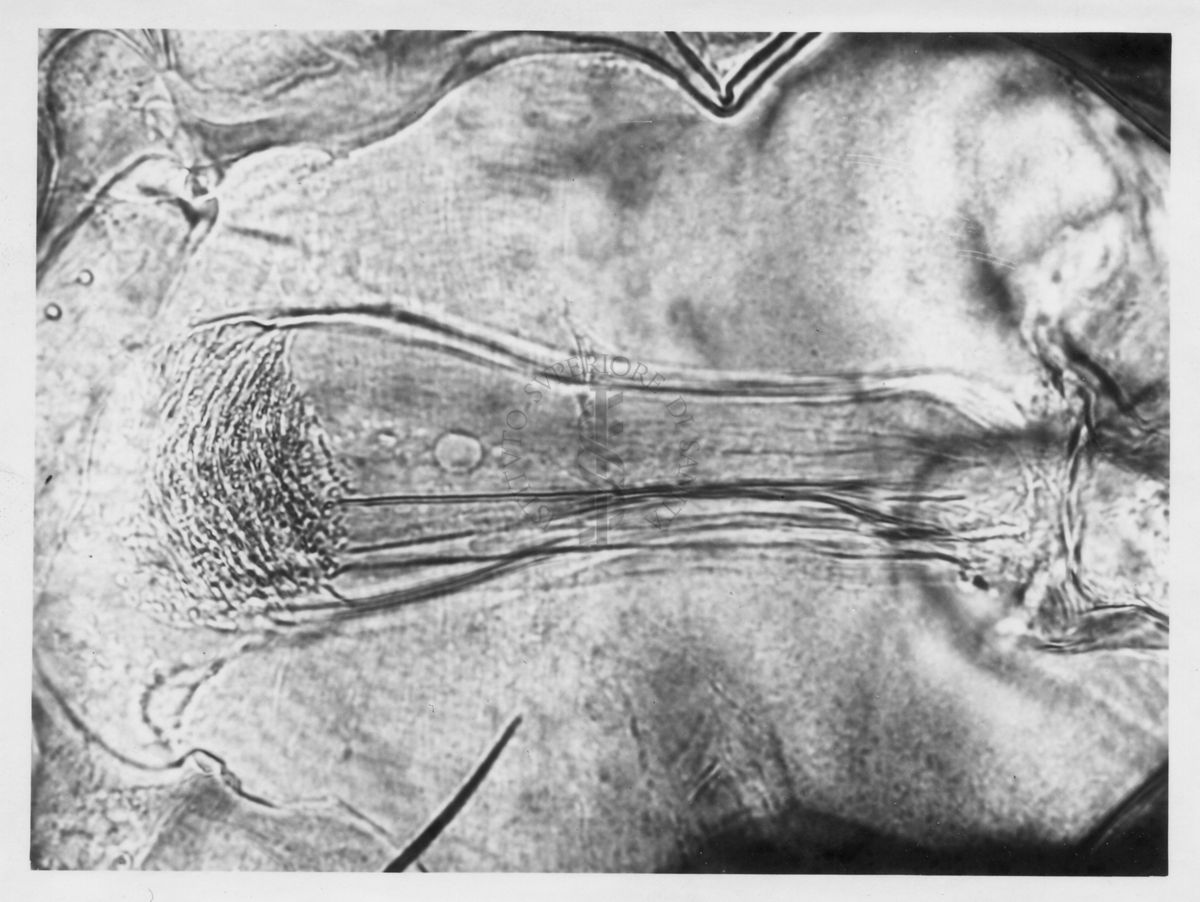 Immagine di differenze morfologiche fra le specie Phlebotomus perniciosus e Phlebotomus perfiliewi. Flebotomi.