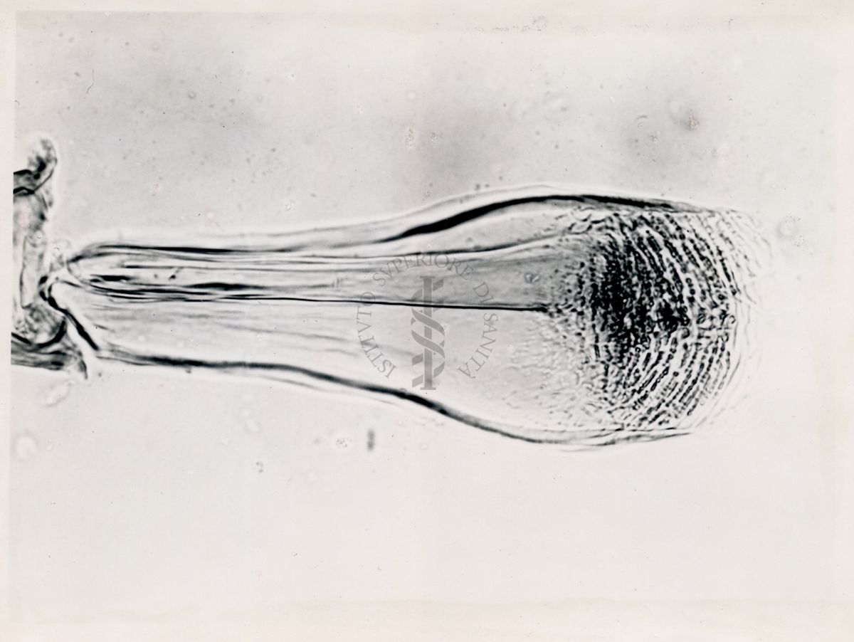 Immagine di differenze morfologiche fra le specie Phlebotomus perniciosus e Phlebotomus perfiliewi. Flebotomi.