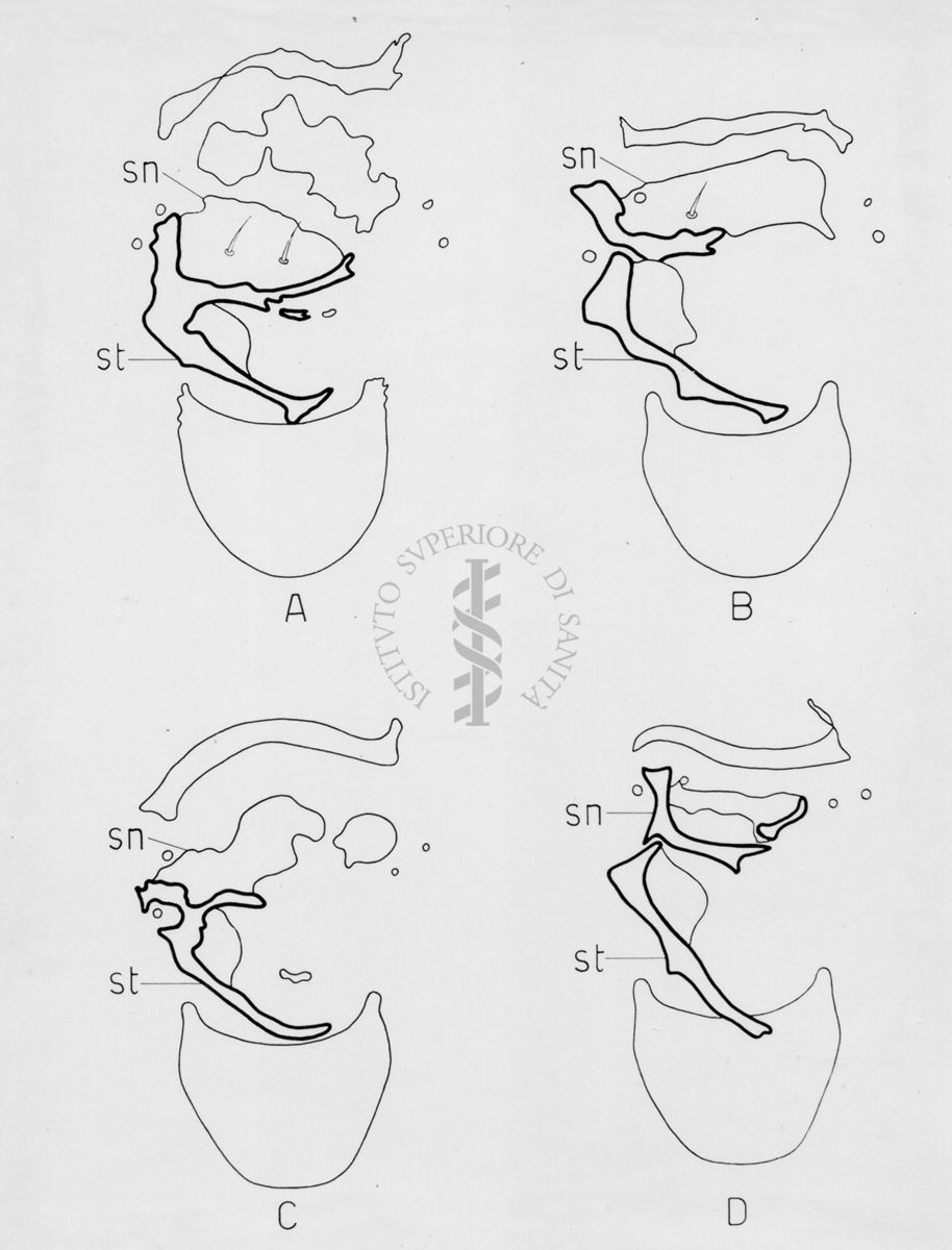 Morfologia dell'armatura genitale di musca domestica