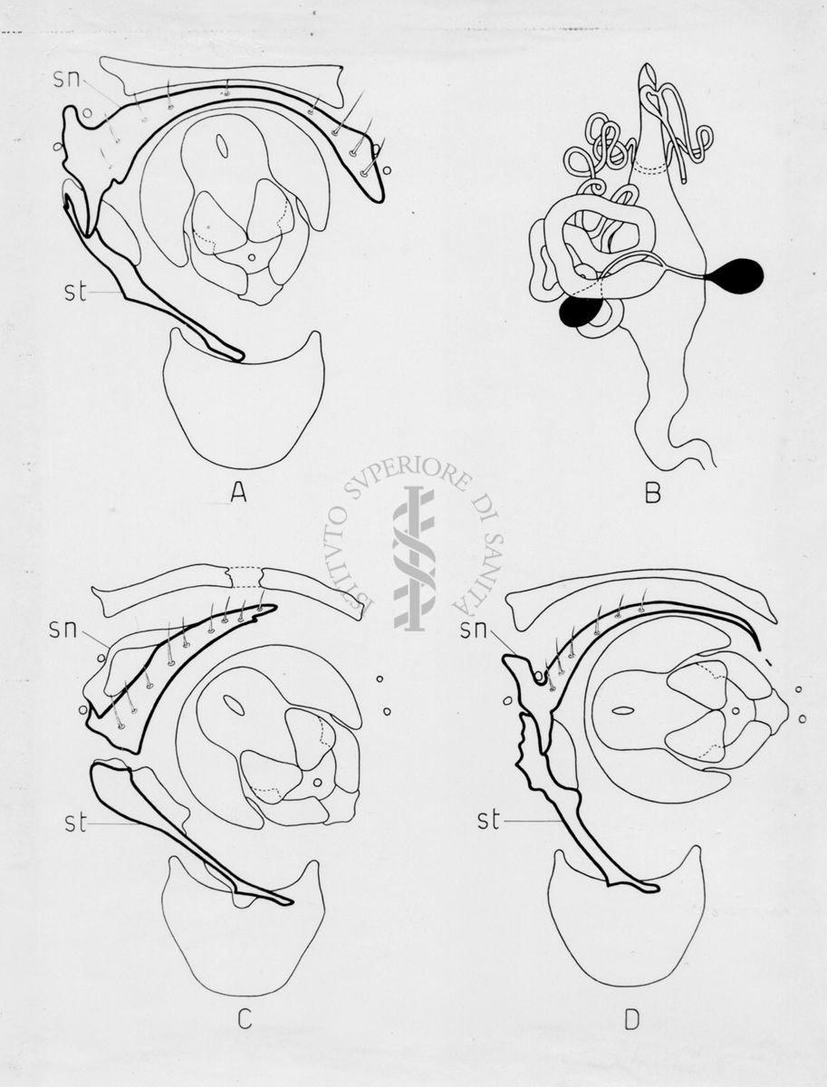 Morfologia dell'armatura genitale di musca domestica