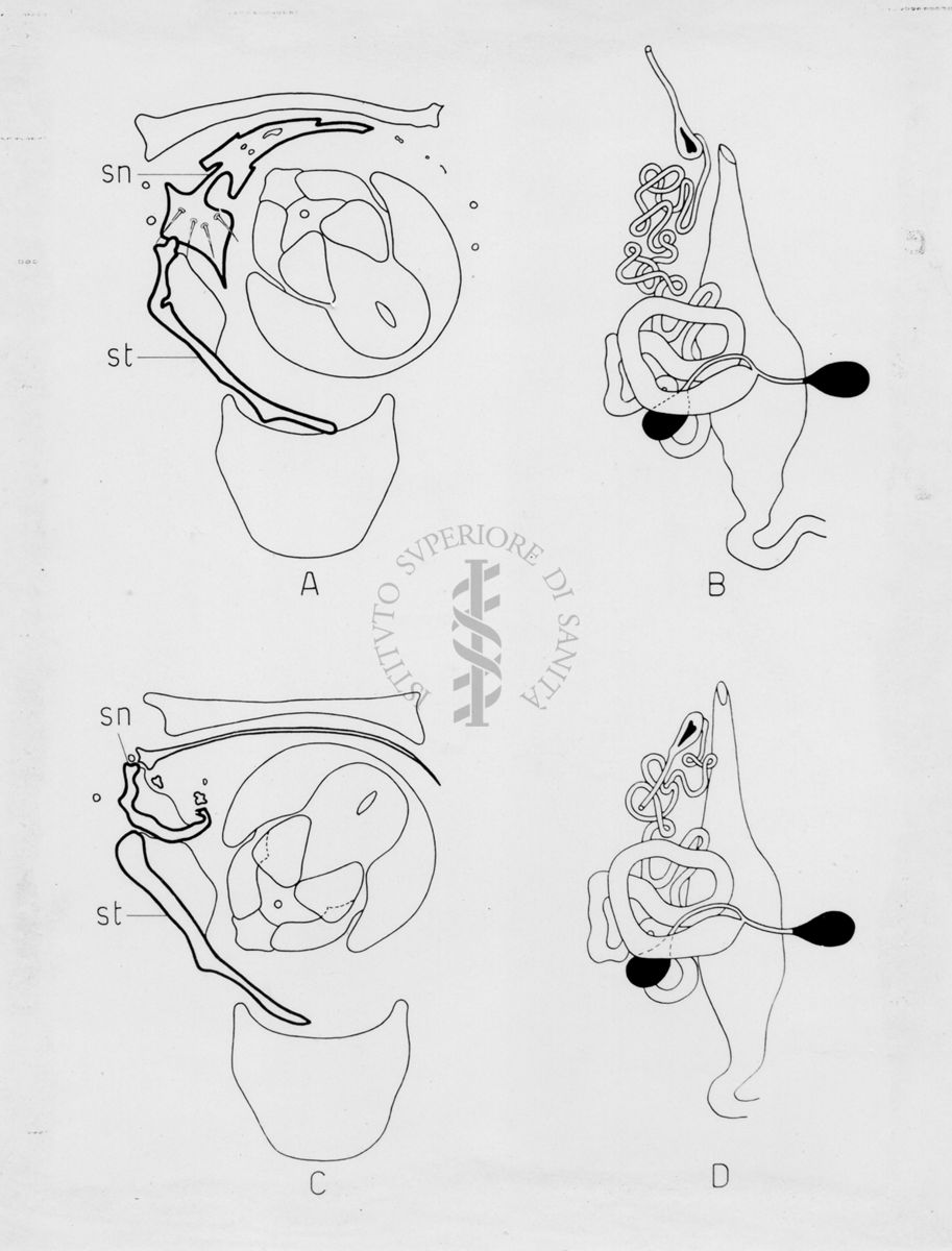 Morfologia dell'armatura genitale di musca domestica