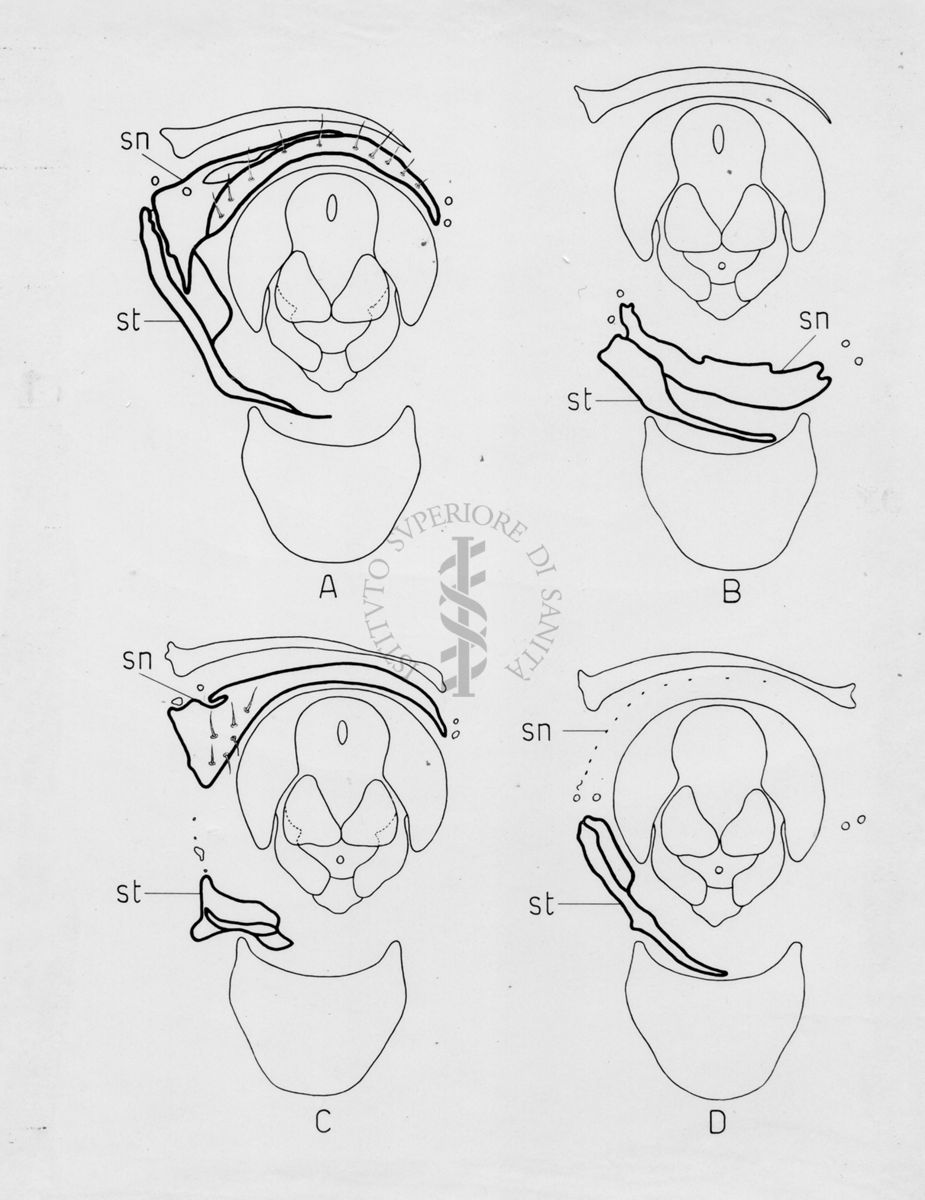 Morfologia dell'armatura genitale di musca domestica