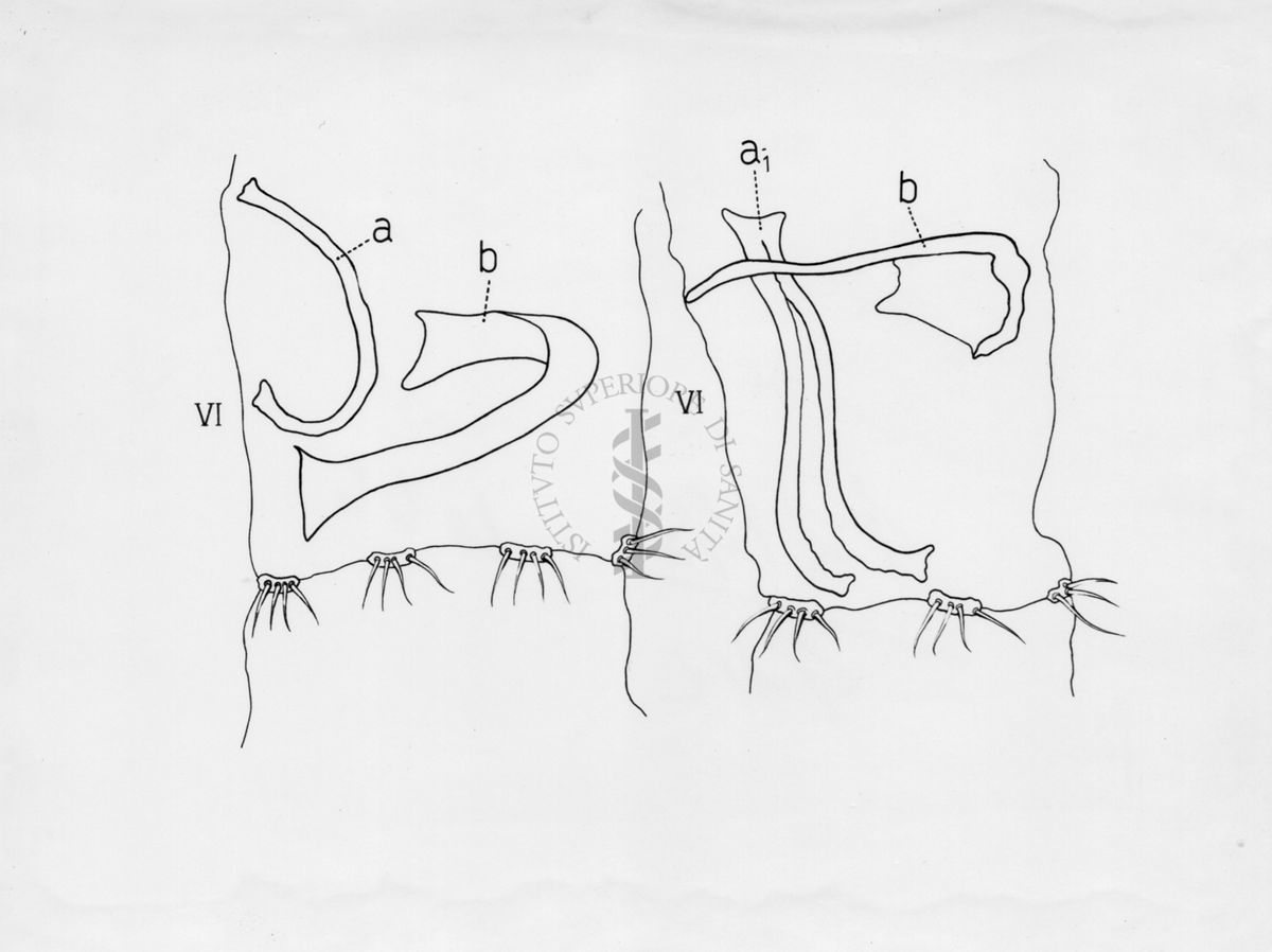 Raffigurazioni delle parti terminali di ginandromorfi (esseri viventi in cui compaiono contemporaneamente caratteri maschili e femminili) e sessualità intermedia di musca domestica.