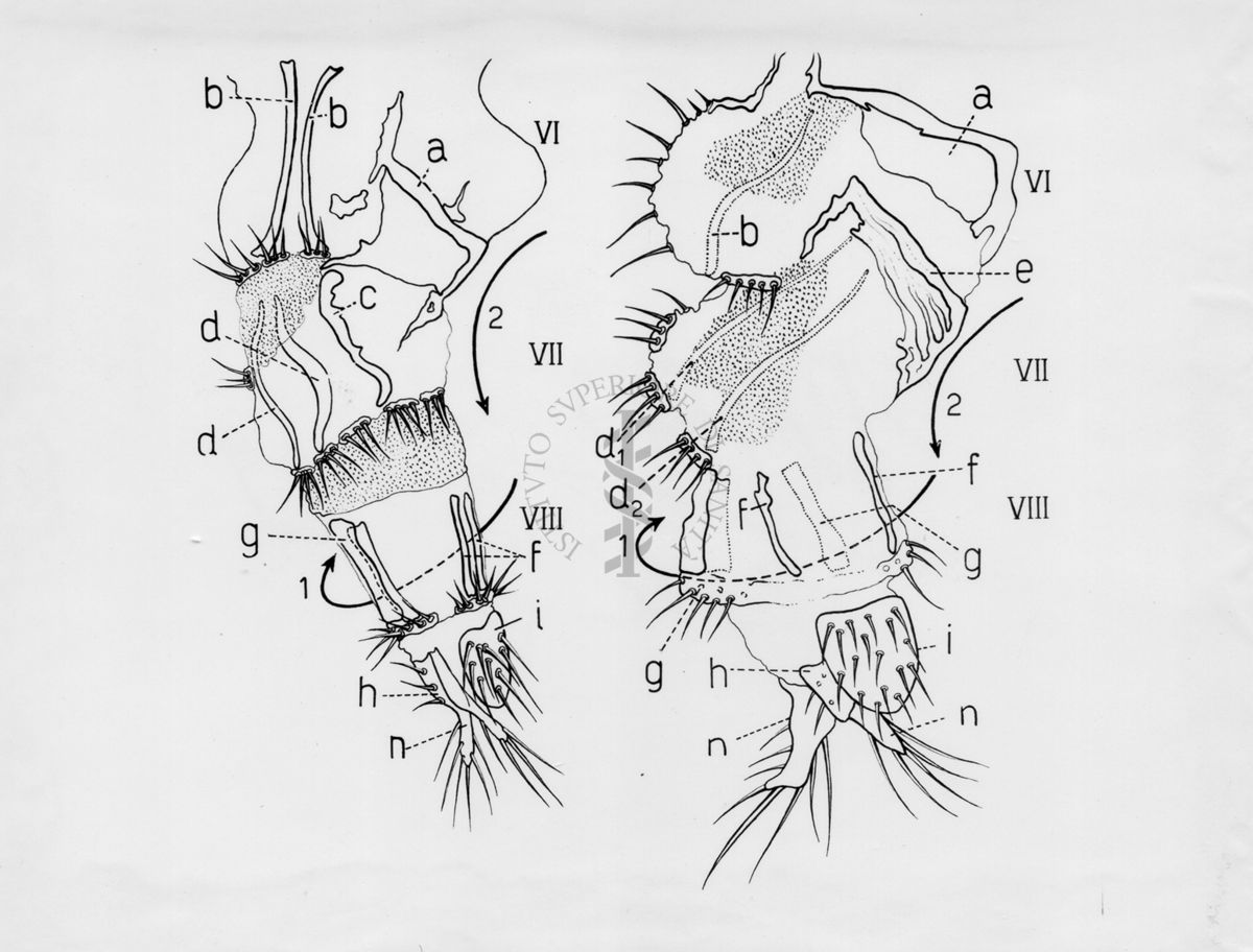 Raffigurazioni delle parti terminali di ginandromorfi (esseri viventi in cui compaiono contemporaneamente caratteri maschili e femminili) e sessualità intermedia di musca domestica.