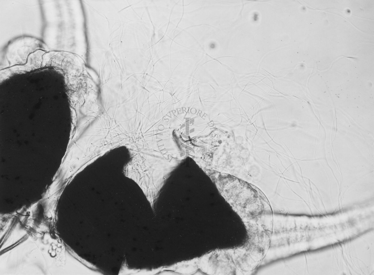 Parti di organi genitali di Musca domestica L. La mosca domestica è un insetto dell'ordine dei Ditteri, appartenente alla famiglia dei Muscidi