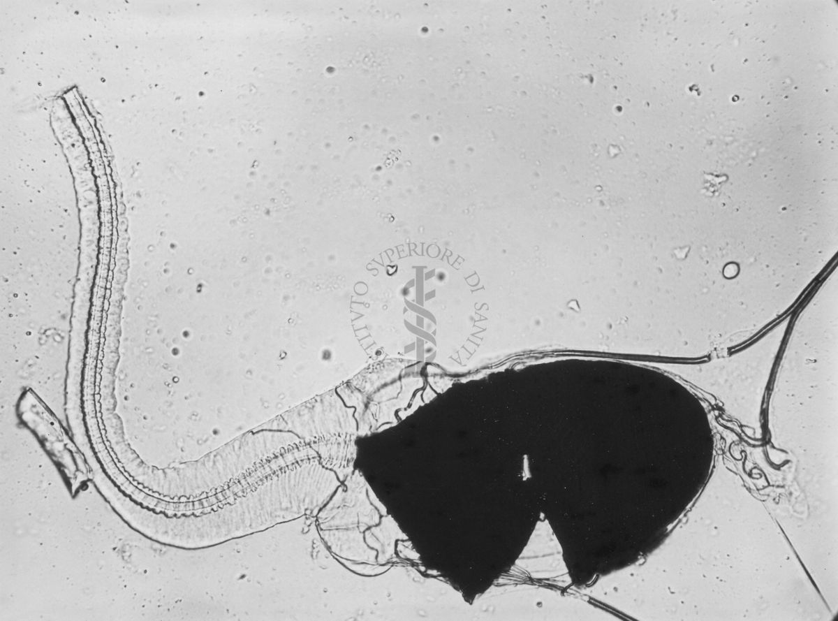 Parti di organi genitali di Musca domestica L. La mosca domestica è un insetto dell'ordine dei Ditteri, appartenente alla famiglia dei Muscidi