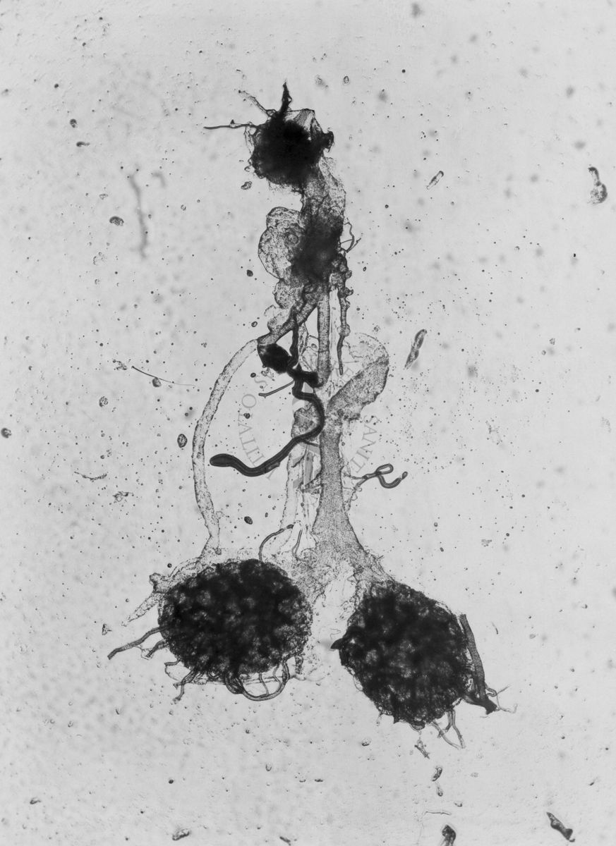 Parti di organi genitali di Musca domestica L. La mosca domestica è un insetto dell'ordine dei Ditteri, appartenente alla famiglia dei Muscidi