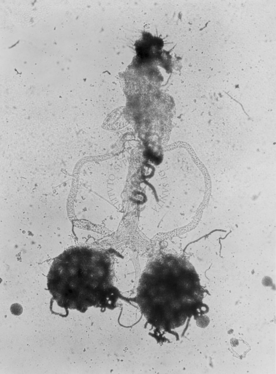 Parti di organi genitali di Musca domestica L. La mosca domestica è un insetto dell'ordine dei Ditteri, appartenente alla famiglia dei Muscidi