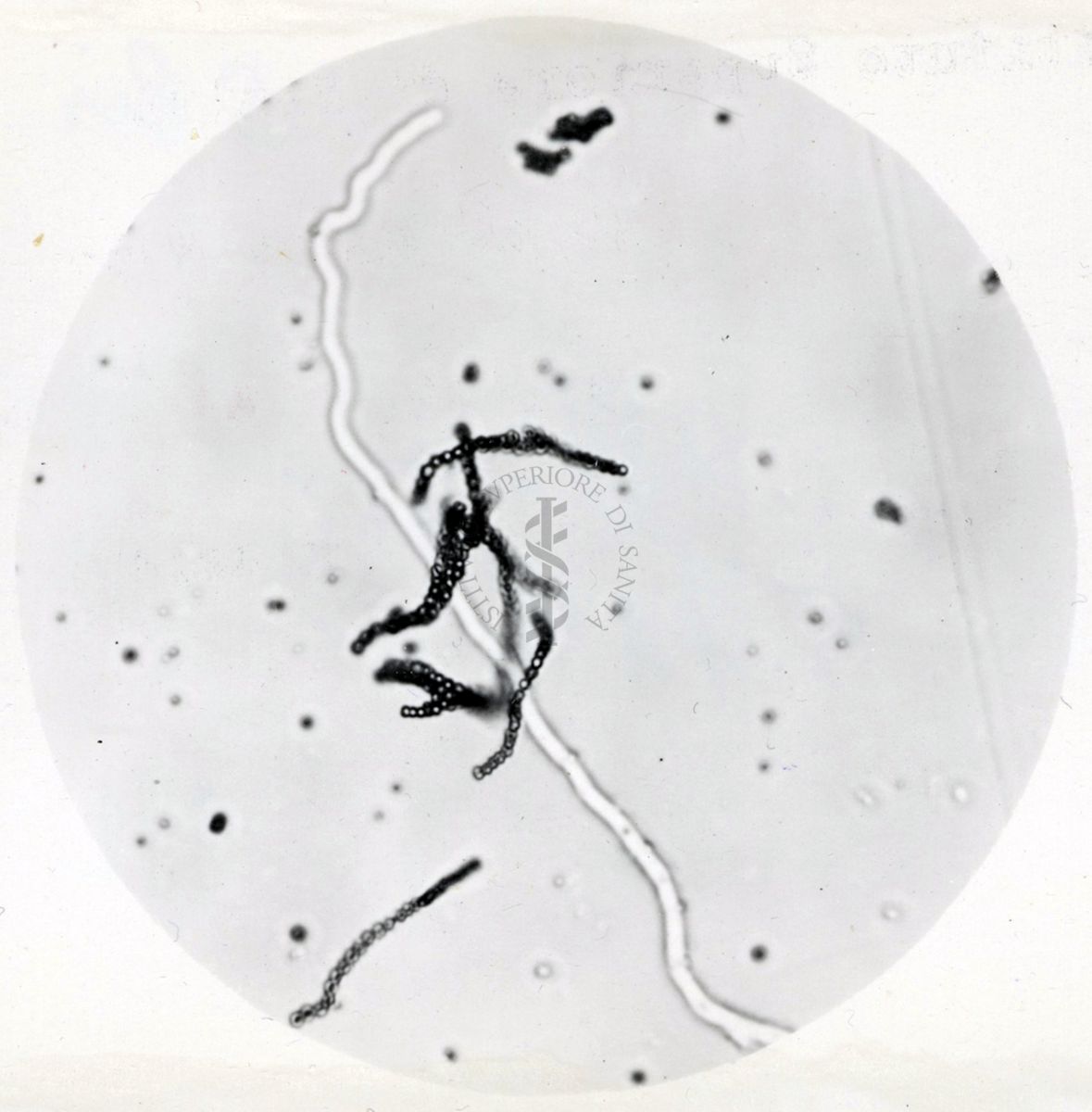 Saccaromiceti. Saccharomyces è un genere del regno dei funghi che include molte specie di lieviti. Il termine deriva dal latino: fungo dello zucchero.