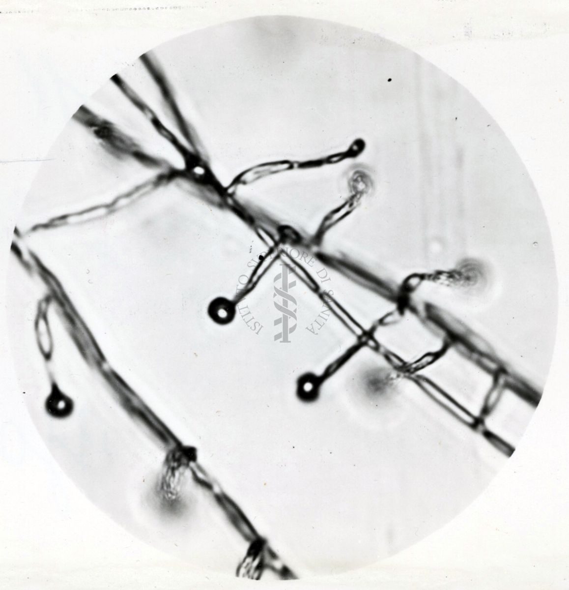 Saccaromiceti. Saccharomyces è un genere del regno dei funghi che include molte specie di lieviti. Il termine deriva dal latino: fungo dello zucchero.