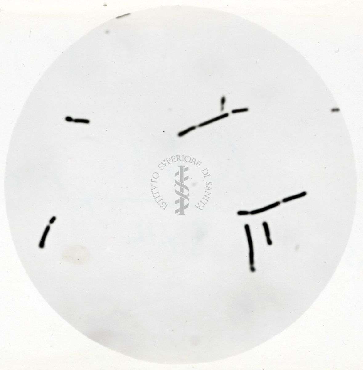 Studio morfologico di lactobacilli al microscopio