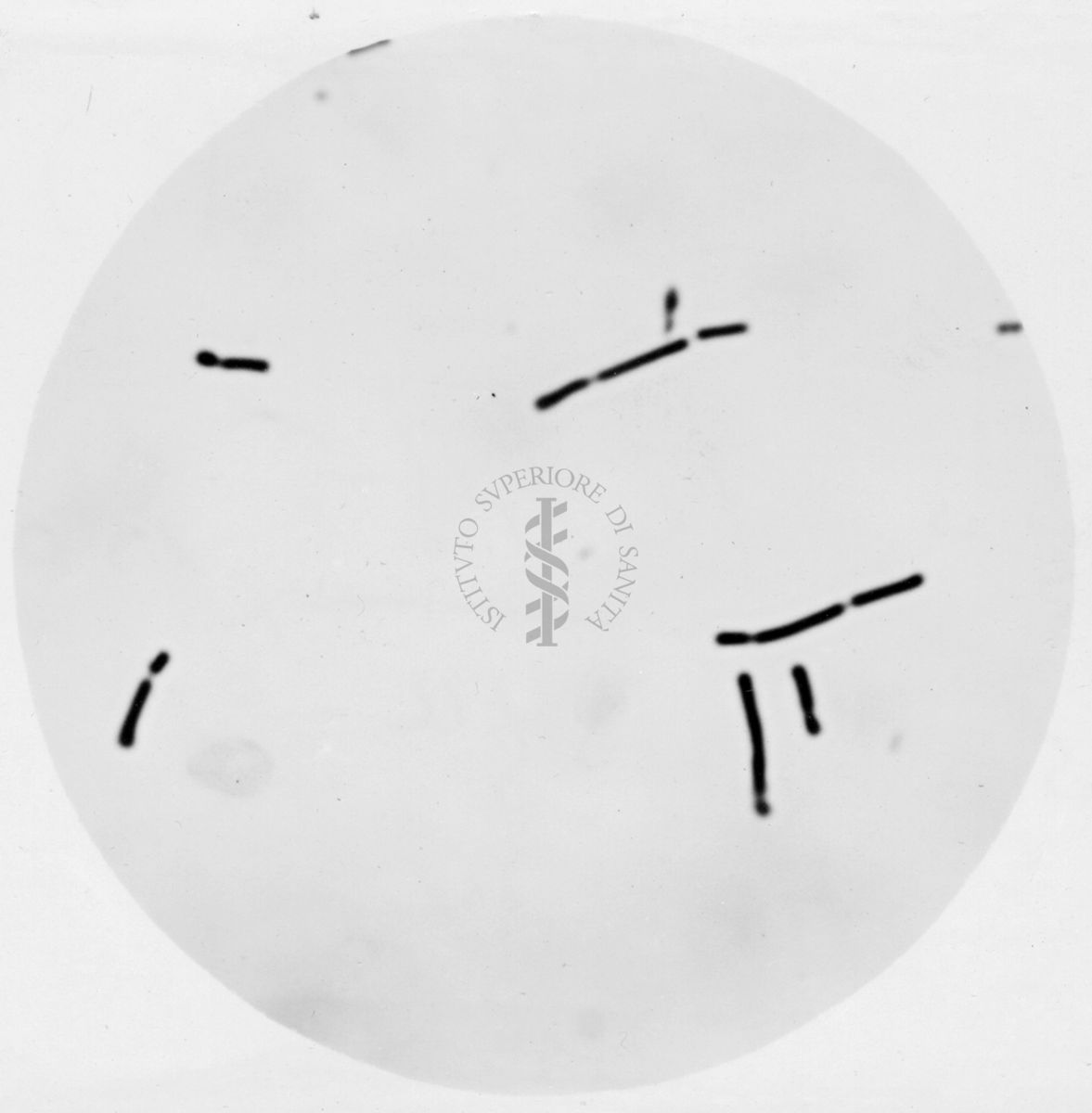 Studio morfologico di lactobacilli al microscopio