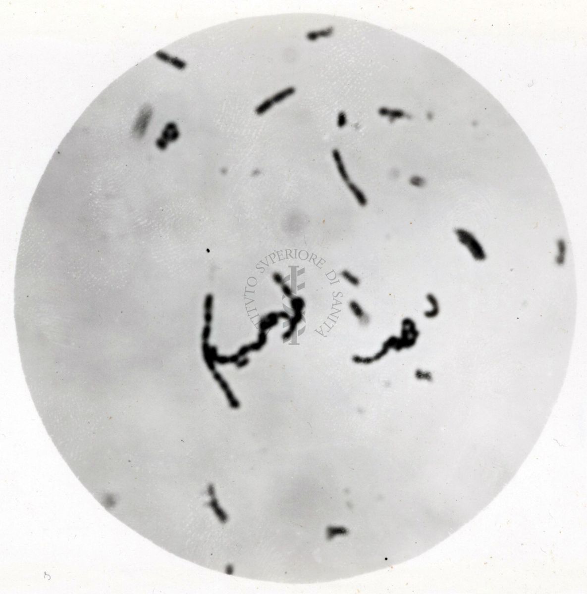 Studio morfologico di lactobacilli al microscopio