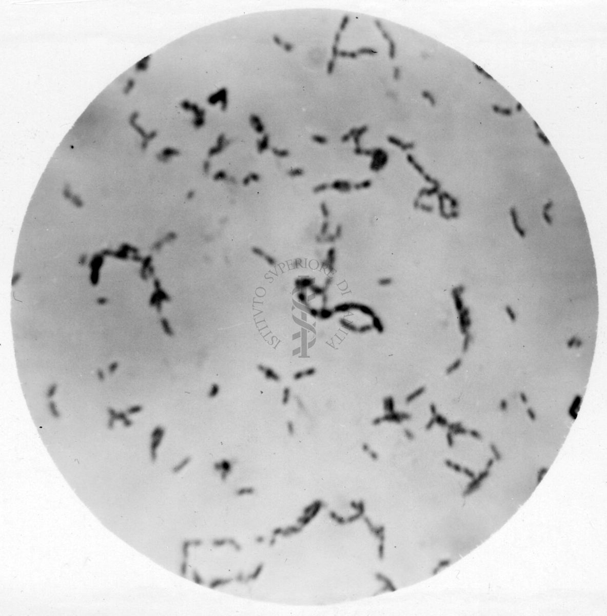 Studio morfologico di lactobacilli al microscopio