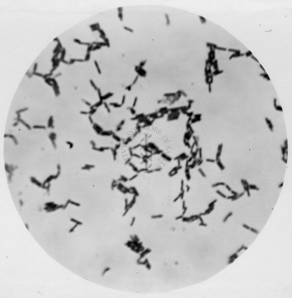 Studio morfologico di lactobacilli al microscopio