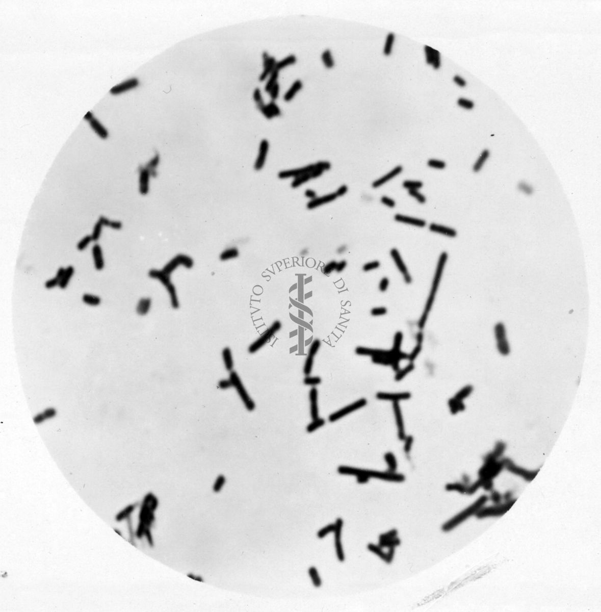 Studio morfologico di lactobacilli al microscopio