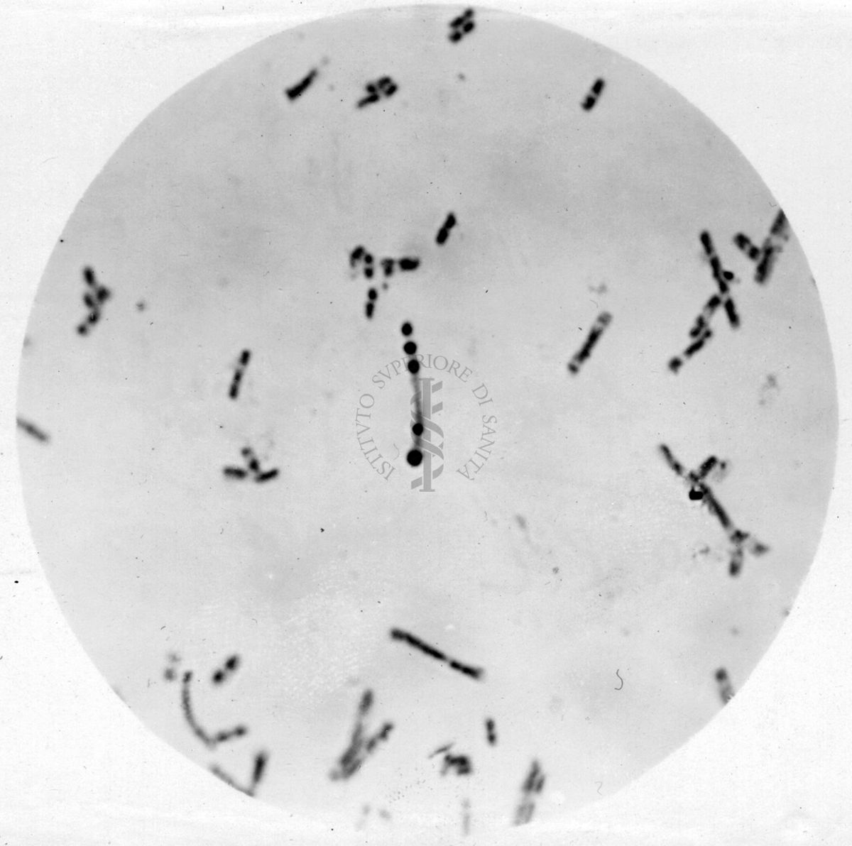 Studio morfologico di lactobacilli al microscopio