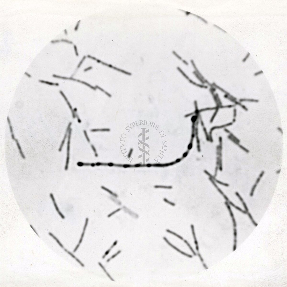 Studio morfologico di lactobacilli al microscopio