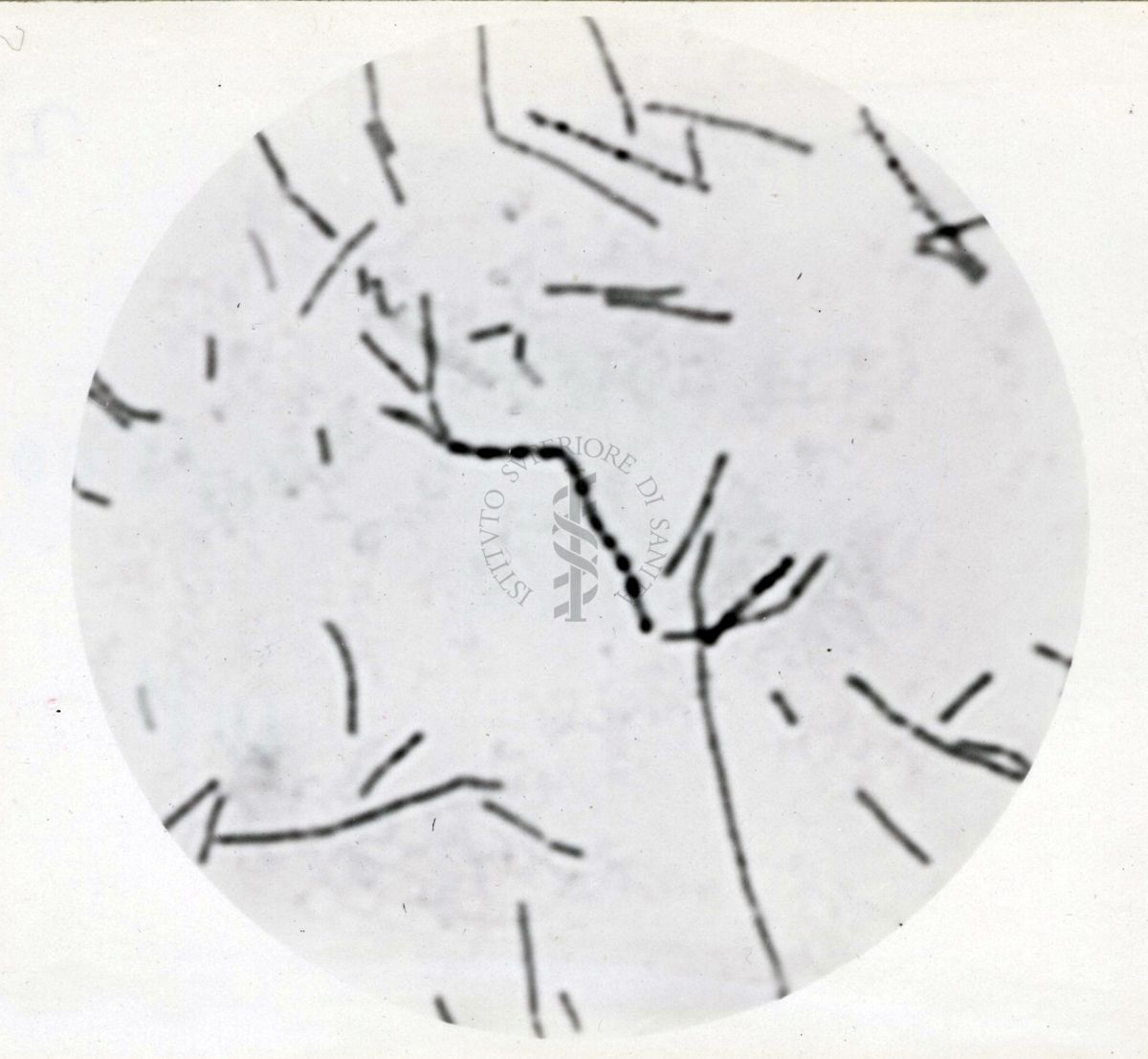 Studio morfologico di lactobacilli al microscopio