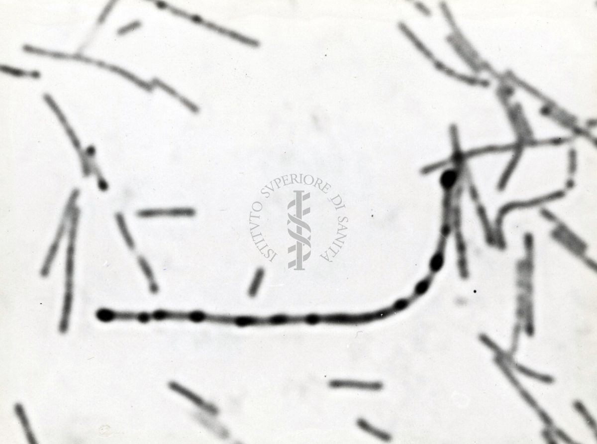 Studio morfologico di lactobacilli al microscopio