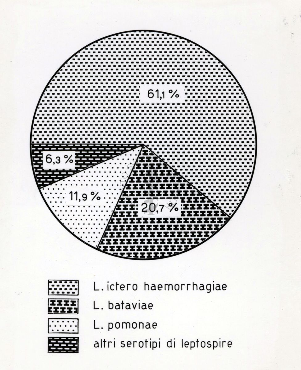 Cartogramma riguardante la leptospirosi (infezione causata da uno dei diversi sierotipi patogeni delle spirochete)